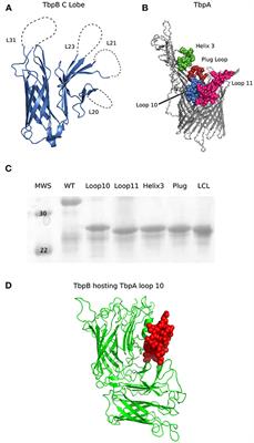 Utility of Hybrid Transferrin Binding Protein Antigens for Protection Against Pathogenic Neisseria Species